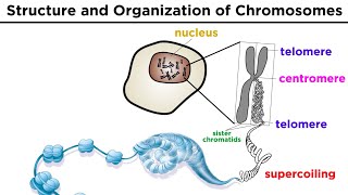 Chromosome Structure and Organization [upl. by Willabella584]