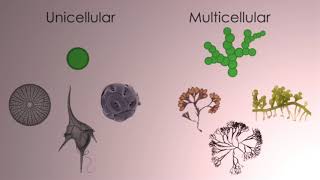 ALFF1 What are algae [upl. by Harmonia]