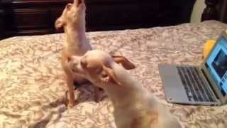 CUTE CHIHUAHUAS HOWLING [upl. by Yknip]