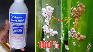 10 EASY WAYS TO TREAT MEALYBUGS AND APHIDS ON PLANTS [upl. by Dionysus352]