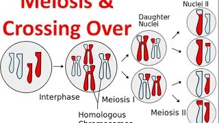 Meiosis amp Crossing Over [upl. by Asher34]