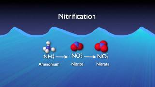 Nitrogen Removal Basics [upl. by Ailadi]