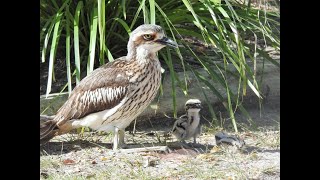 Tweed’s Curlew Coast – Living with Bush Stonecurlews [upl. by Yecak876]