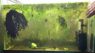 Scuds Daphnia Cherry Shrimp Copepods My aquatic food culture [upl. by Uyerta828]