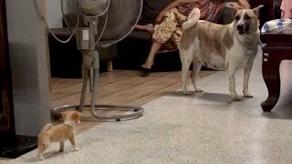 Chihuahua Puppy Barks At Bigger Dog [upl. by Htebasil]