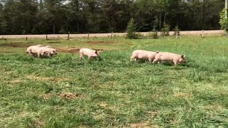 Comment élever des cochons au pâturage [upl. by Amliw481]