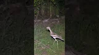 Clumsy Bush stone  Curlew Bird Australia Shorts Curlew [upl. by Sidoeht]