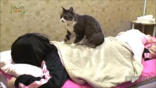 Japanese spa offers the option of a back massage from a cat [upl. by Snevets]