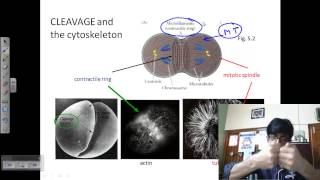 Embryonic stem cells  Cells  MCAT  Khan Academy [upl. by Emsmus]