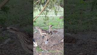 Did you see the baby curlew curlew australia animal funnybirds [upl. by Eiznekam]