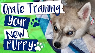 Alaskan Klee Kai  How to Crate Train Your Puppy [upl. by Sherwood]