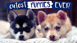 Most Adorable Alaskan Klee Kai Puppies Ever [upl. by Fawnia]