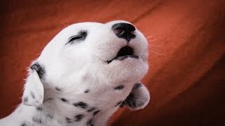 Puppies Barking  Cute Puppies Barking Compilation [upl. by Suzette955]