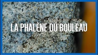 La Phalène du Bouleau  EEV1 [upl. by Sacha]