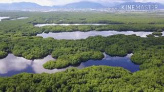 Caroni Swamp National Park [upl. by Royce768]