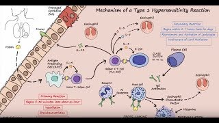 Type I Hypersensitivity  Mechanism Described Concisely [upl. by Lareine]