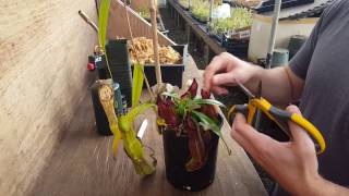 The Ultimate Nepenthes Cutting Guide [upl. by Ajram]