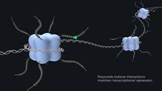 Gene regulation with PRC2 and PRC1 [upl. by Sherer466]