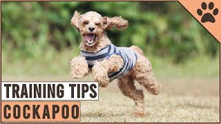 How To Train A Cockapoo [upl. by Neri]