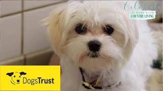 Rescue dogs meet amp greet with Dogs Trust [upl. by Fausta]