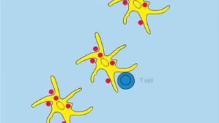 Dendritic Cell Migration [upl. by Iren]