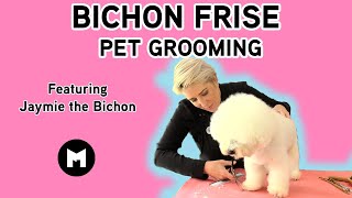 Bichon Frise pet trim [upl. by Eylhsa]