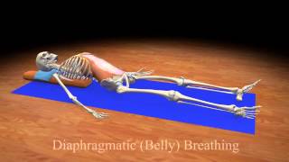 Diaphragmatic Belly Breathing [upl. by Calan]