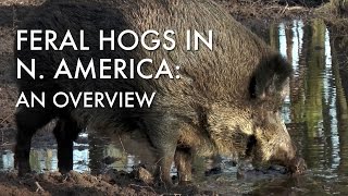 Feral Hogs in North America An Overview [upl. by Ryan]