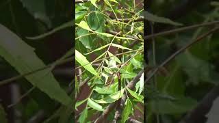 Neem Medicinal Plant Azadirachta indica [upl. by Anchie]