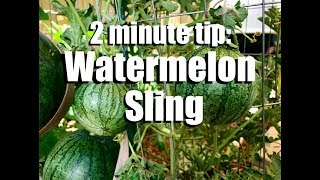 How to Make a Watermelon Sling to Support Watermelon Growing on a Trellis  CaliKim 2 Minute Tip [upl. by Hankins488]