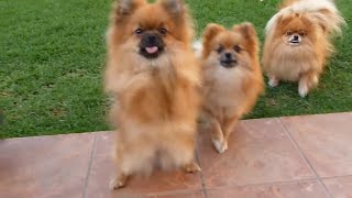 POMERANIAN begging to play CATCH Anjula Pomeranians Toypoms [upl. by Nichols336]