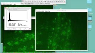 Comparing intensities in different samples using ImageJ [upl. by Pepito]