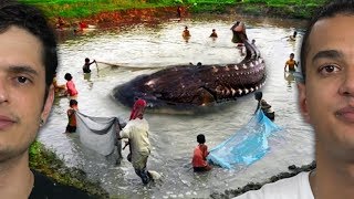 8 MAIORES PEIXES DE ÁGUA DOCE [upl. by Tabbatha]