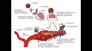 FARMACOS ANTIHISTAMÍNICOS PARTE FINAL [upl. by Orlantha902]