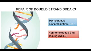 DNA Double Strand Breaks And Repair Systems Part 2 [upl. by Faludi]