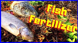 How to Make Fish Fertilizer EASY [upl. by Attenreb]