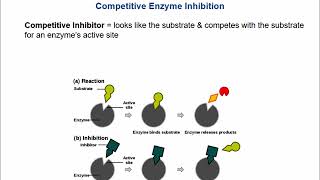 Enzyme Kinetics [upl. by Dumas]