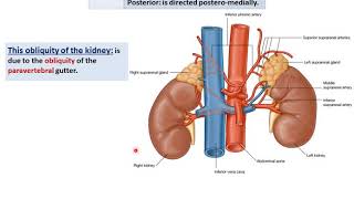 Kidney function and anatomy  Renal system physiology  NCLEXRN  Khan Academy [upl. by Selec]