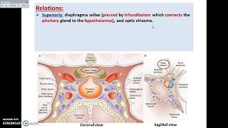 The Pituitary Gland 1  Site and Relations  Dr Ahmed Farid [upl. by Yruama901]