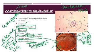 Corynebacterium [upl. by Ysdnil207]