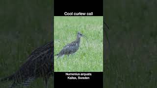 Cool curlew call [upl. by Assirrem]