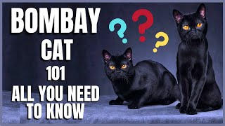 Bombay Cat 101  All You Need To Know [upl. by Dene]