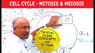 Cell Cycle and Genes  Mitosis amp Meiosis [upl. by Sone]