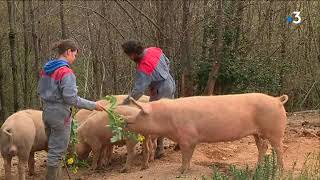 Du bon du bio  Lexemple dun élevage de cochons bio dans le Tarn [upl. by Auhsohey]