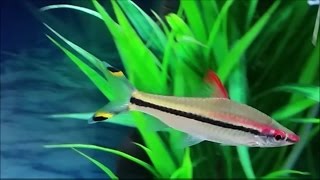 Puntius denisonii  Denison barb  red line torpedo barb  roseline shark care in a community tank [upl. by Shirah]