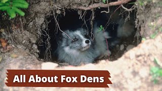 Fox Dens  How to Identify a Fox Den [upl. by Hunger]