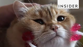 This Device Lets You Give Your Cat A Massage [upl. by Kellene776]