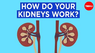 Nephrotic Syndrome 101  Signs Symptoms Pathophysiology  National Kidney Foundation [upl. by Ahsiral]