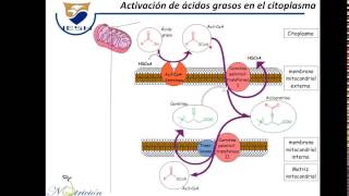 Metabolismo de ácidos grasos [upl. by Nee]