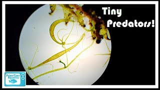 What are Freshwater Hydra and How to get Rid of Them [upl. by Gonagle271]